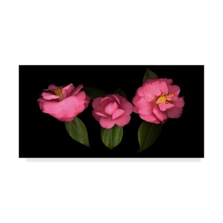 Susan S. Barmon '3 Camellias' Canvas Art,16x32